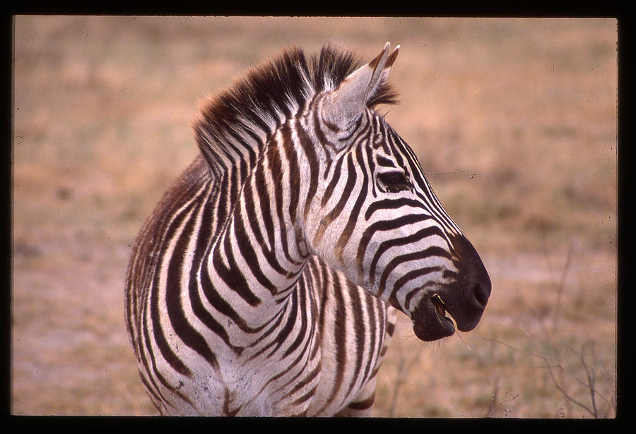Camera Shy Zebra Photograph by Russ Considine