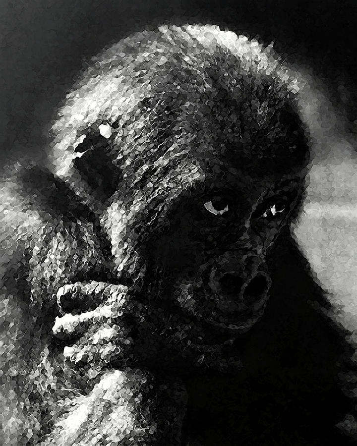 Camilla Kofflers Baby Gorilla Photograph by Timothy Bulone