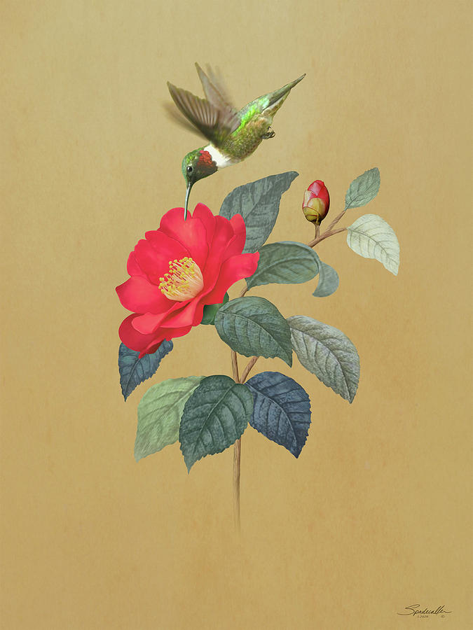 Camillea Japonica and Hummingbird Digital Art by M Spadecaller