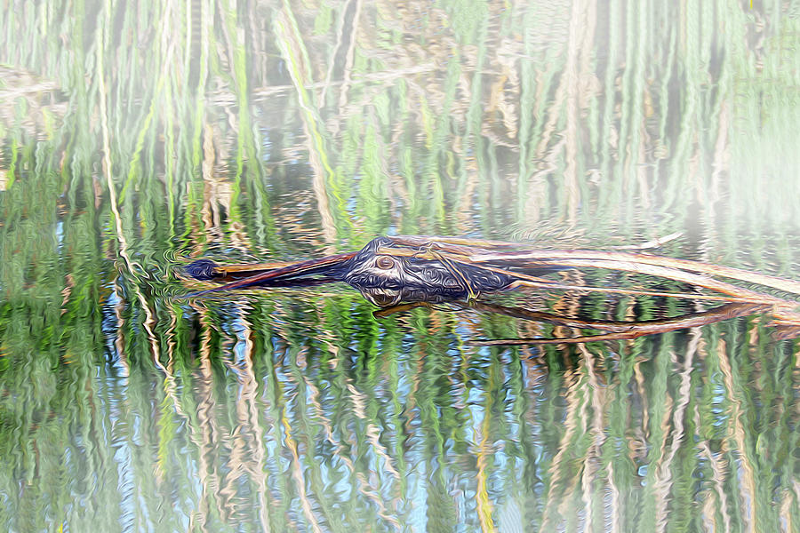 CAMO GATOR Gator 11B Photograph by Sally Fuller CAMO GATOR Gator 11B Photograph by Sally Fuller