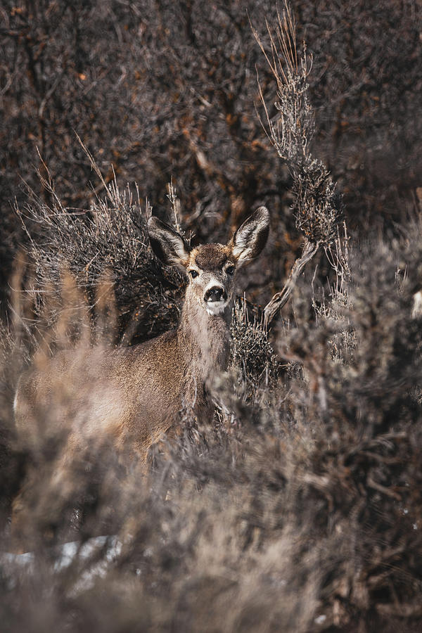 Camouflage Photograph by Brian Anderson Camouflage Photograph by Brian Anderson