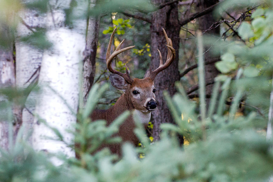 Camouflage buck Photograph by ©Owen Bale