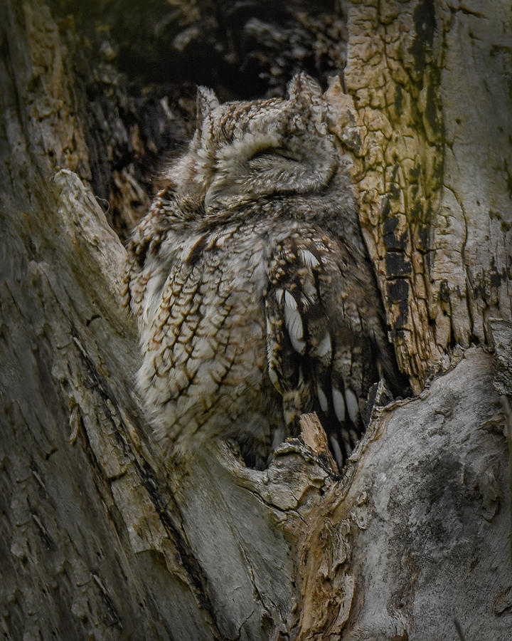 Camouflage Owl Photograph by Michelle Wittensoldner