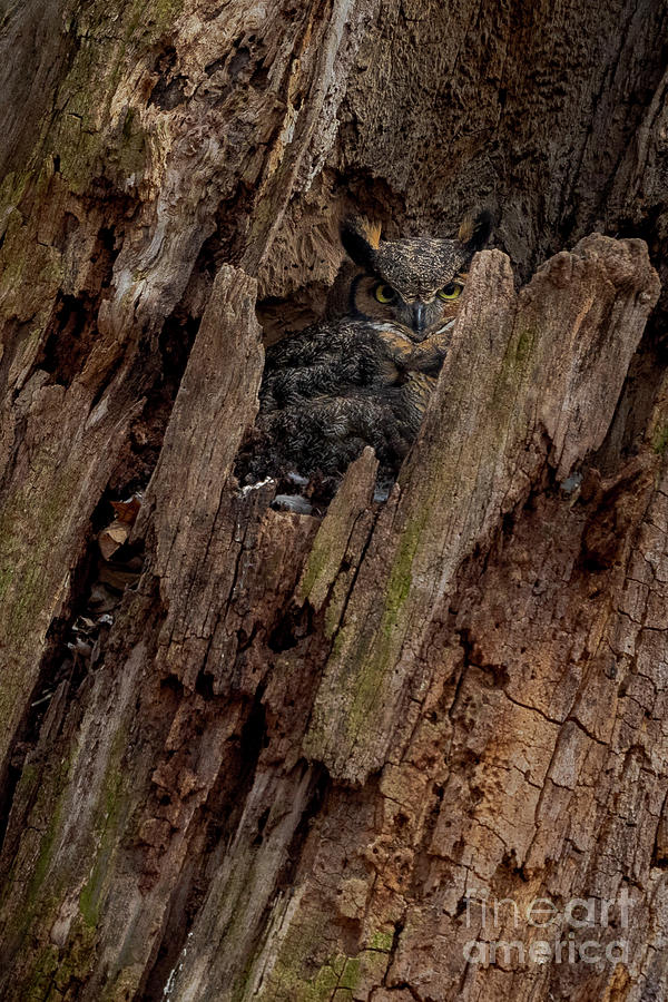 Camouflage owl Photograph by Rudy Viereckl Camouflage owl Photograph by Rudy Viereckl