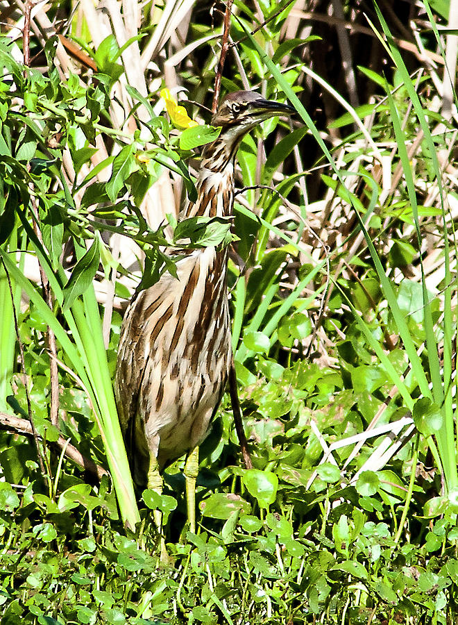 Camouflaged Bittern Photograph by Norman Johnson