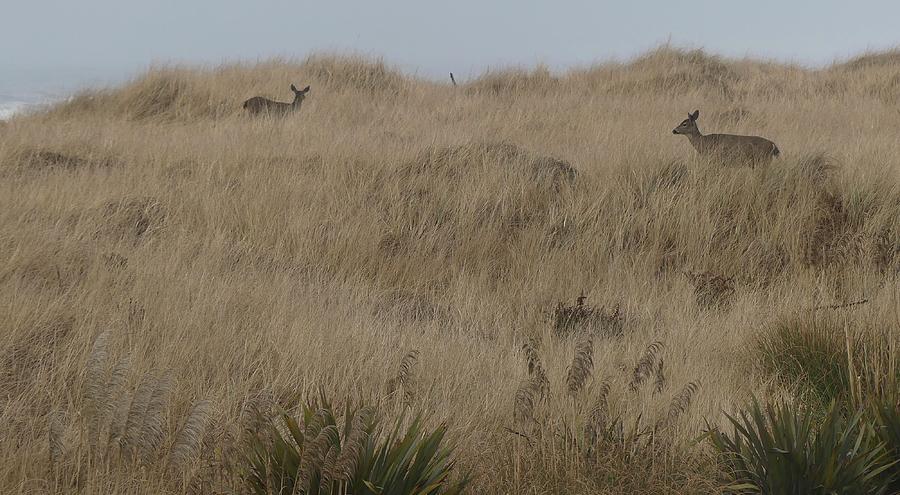 Camouflaged Deer Photograph by Shirley Stevenson Wallis - Fine Art America