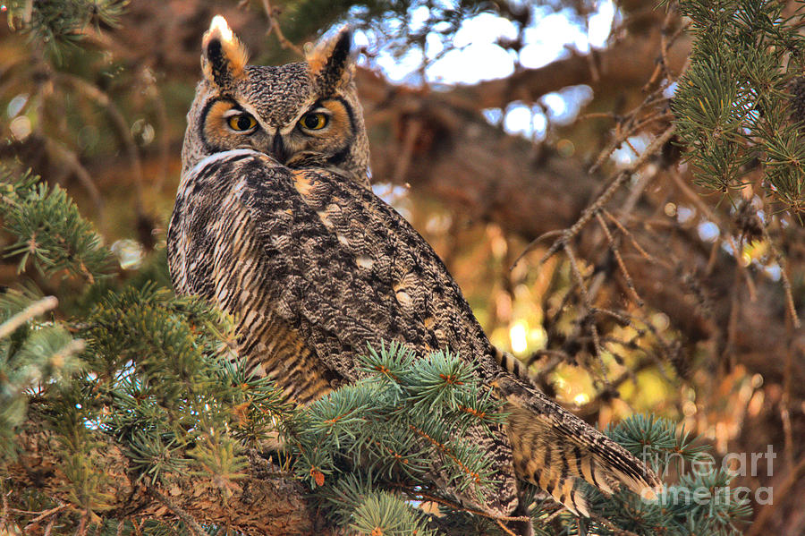 Camouflaged Great Horned Owl  Photograph by Adam Jewell
