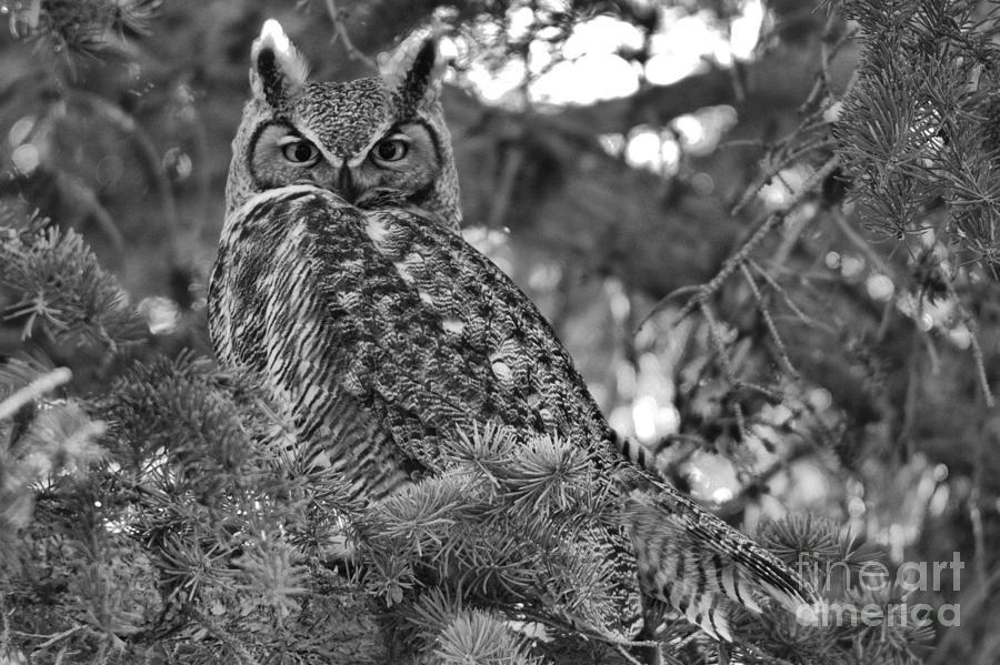 Camouflaged Great Horned Owl Black And White Photograph by Adam Jewell