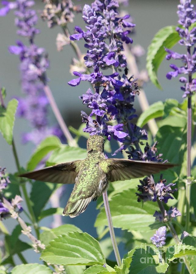 Camouflaged Hummingbird Photograph by Carol Groenen