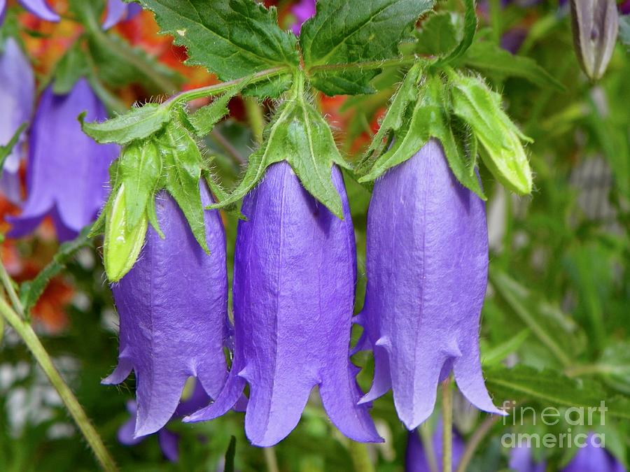 Campanula Purple Bell Flowers Photograph by Vera M - Fine Art America