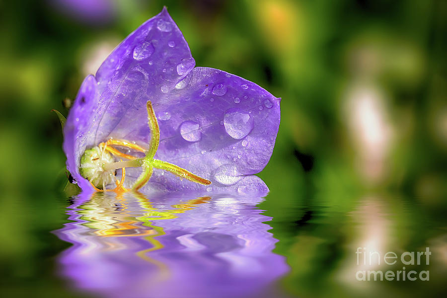 Campanula purple flower in water Photograph by Simon Bratt