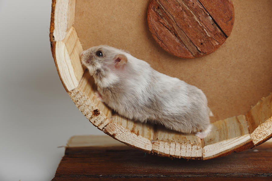 Campbells Dwarf Hamster running in hamster wheel Photograph by Westend61