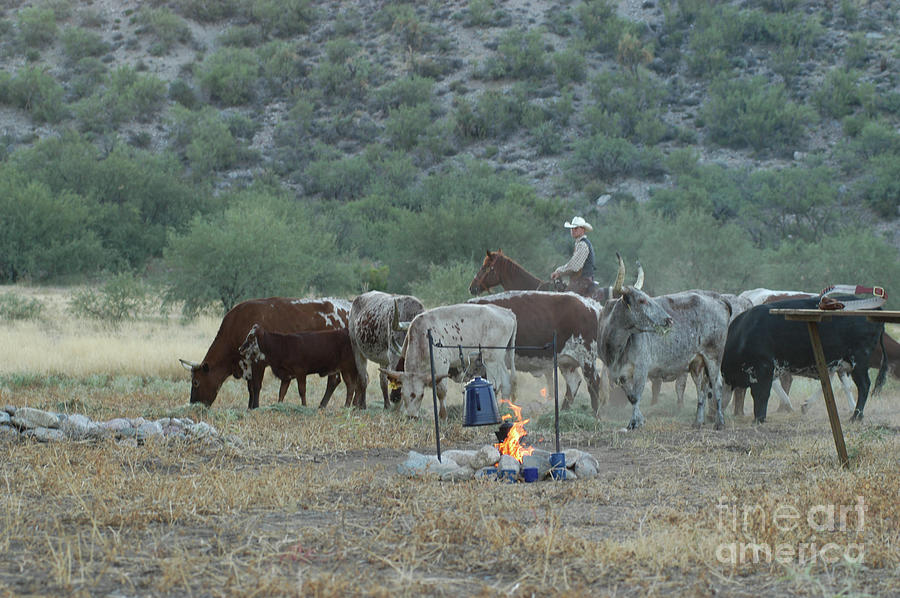 Campfire Cattle Photograph by Jody Miller