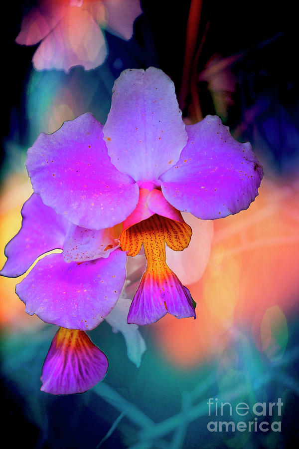 Campo Alegre Guppy Orchid Photograph by Al Bourassa