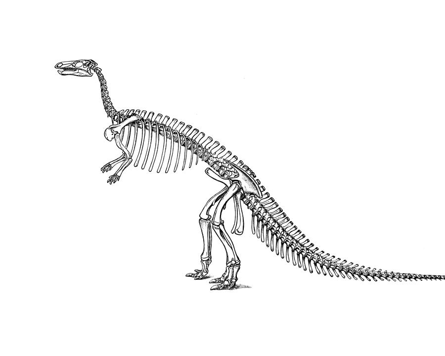Dinosaur Digital Art - Camptosaurus Bones by Madame Memento