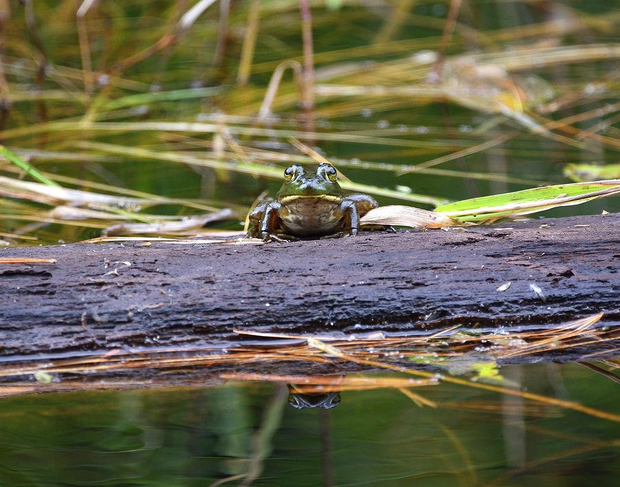 Can I Help You-Bullfrog Photograph by David Porteus