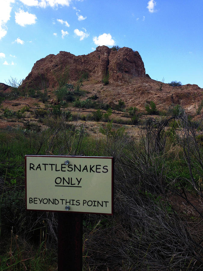 Can Rattlesnakes Read? Photograph by Rick Locke - Out of the Corner of My Eye