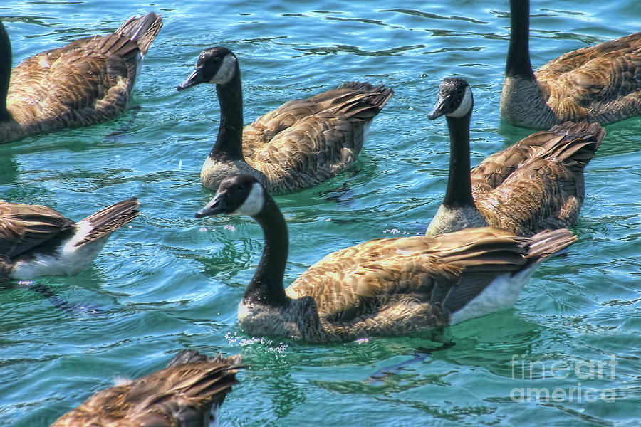 Can You Find the Goose Photograph by Joan Bertucci