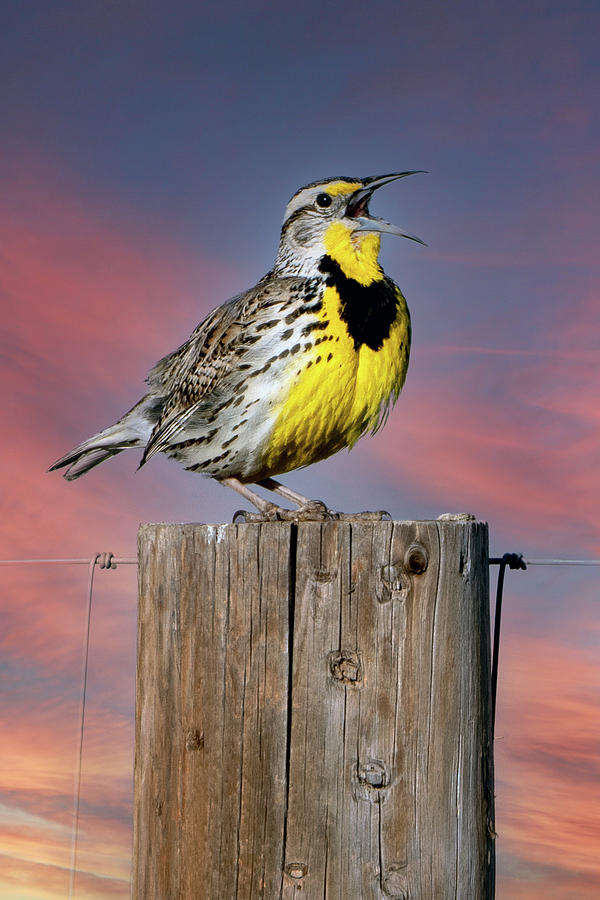 Meadowlark Digital Art - Can you Hear me Now by Bob Coorsen
