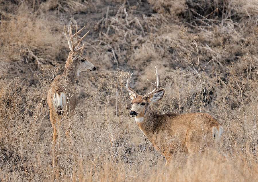 Can You Spare Two Bucks Photograph by Loree Johnson