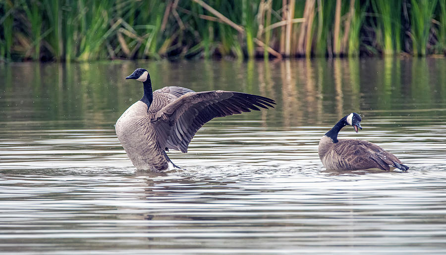 Canada Geese 0454-122319-2 Photograph by Tam Ryan