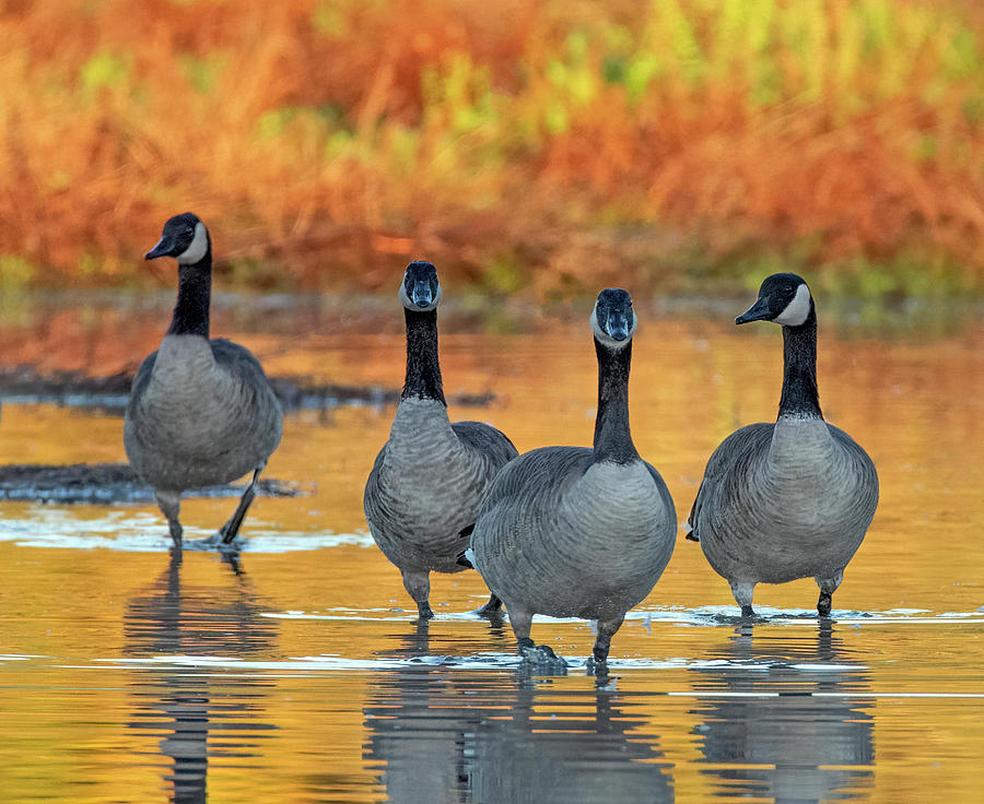 Canada Geese 0799-110321-2 Photograph by Tam Ryan