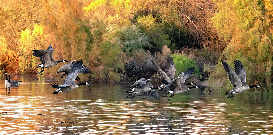 Canada Geese 1621-012322-2 Photograph by Tam Ryan