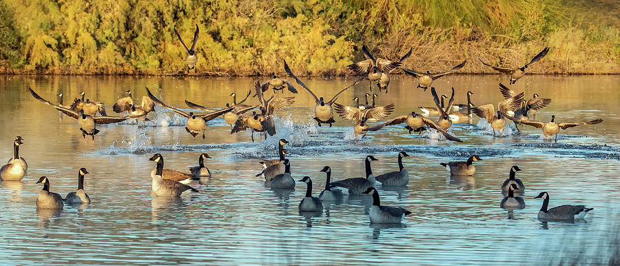 Canada Geese 1995-010120-3 Photograph by Tam Ryan