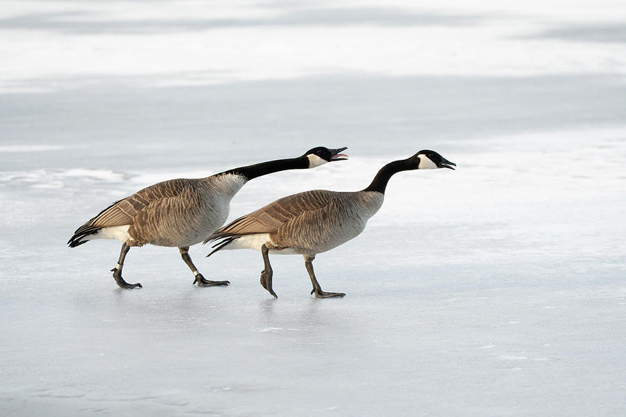 Canada Geese 2022 01 Photograph By Judy Tomlinson Fine Art America   Canada Geese 2022 01 Judy Tomlinson 