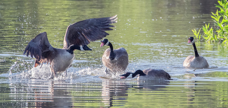 Canada Geese 2359-051121-2 Photograph by Tam Ryan