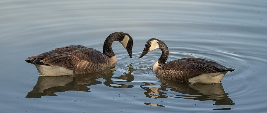 Canada Geese 2771-040522-2 Photograph by Tam Ryan