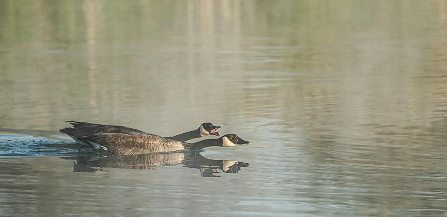 Canada Geese 2829-010620-2 Photograph by Tam Ryan