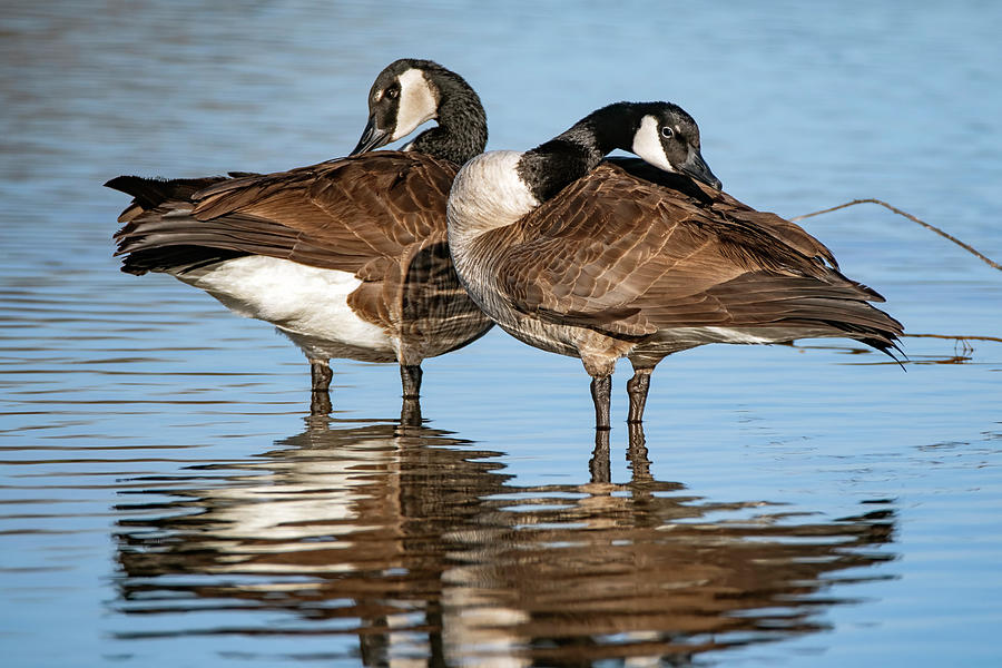 Canada Geese 3258-013122-2 Photograph by Tam Ryan