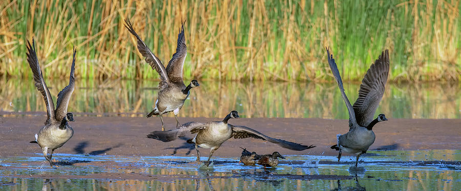 Canada Geese 3351-111920-3 Photograph by Tam Ryan