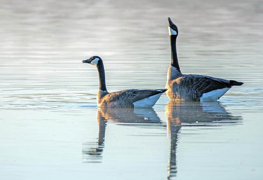 Canada Geese 3529-011020-2 Photograph by Tam Ryan
