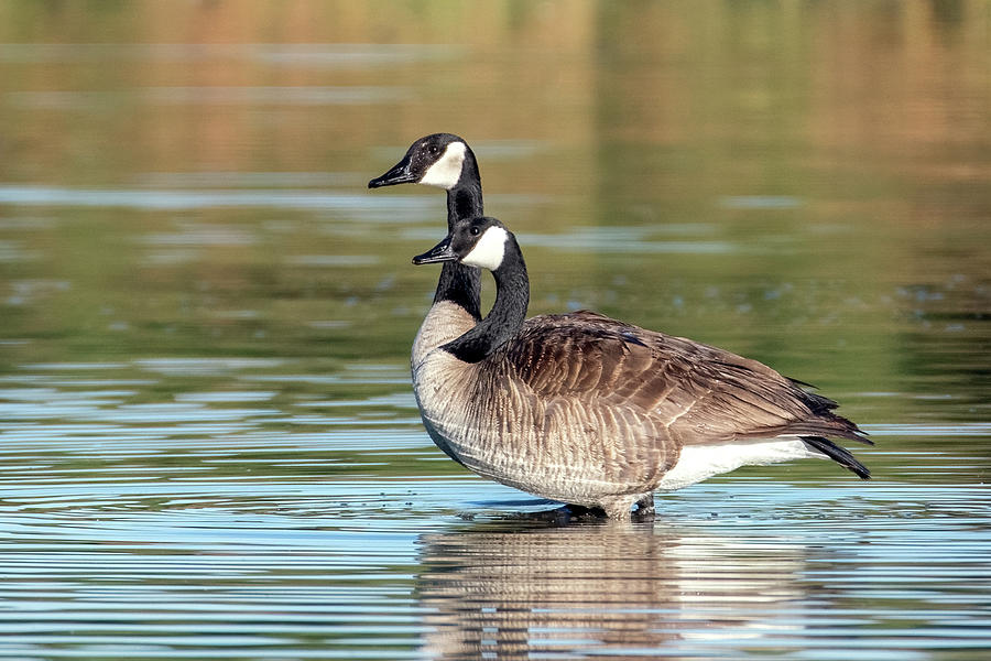 Canada Geese 3668-041422-2 Photograph by Tam Ryan
