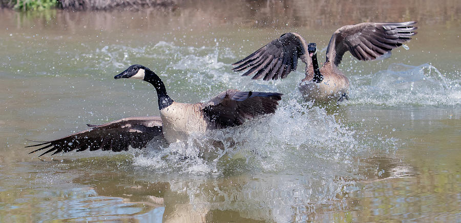 Canada Geese 4292-031720-2 Photograph by Tam Ryan