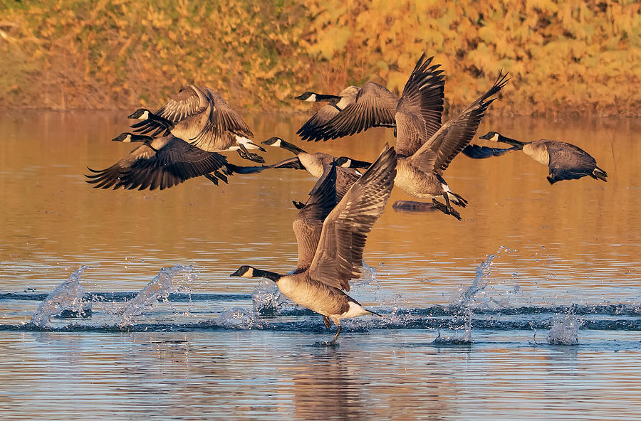 Canada Geese 4355-010321-2 Photograph by Tam Ryan