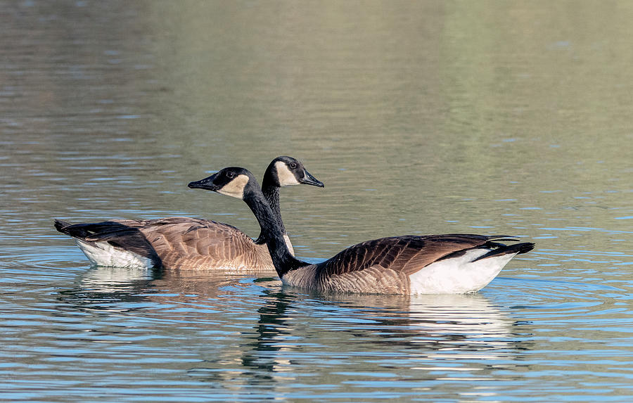 Canada Geese 6735-012520-2 Photograph by Tam Ryan