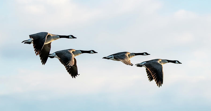 Canada Geese 7847-012920-2 Photograph by Tam Ryan
