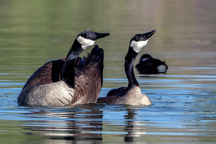 Canada Geese 8348-031721-2 Photograph by Tam Ryan