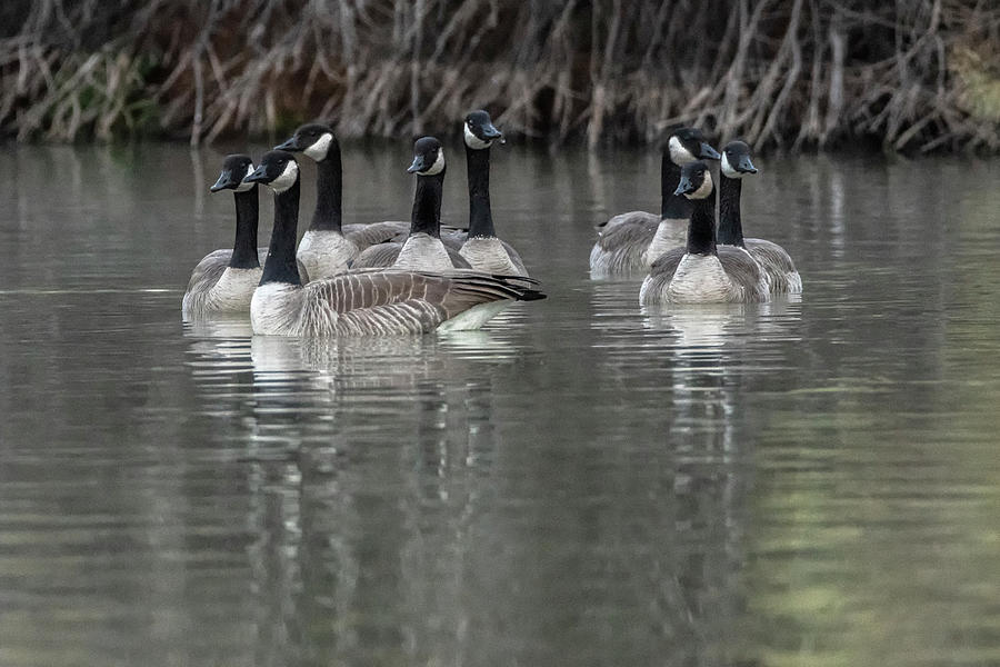Canada Geese 8880-012821-2 Photograph by Tam Ryan