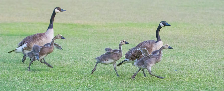 Canada Geese Adults and Goslings 8942-052022-2 Photograph by Tam Ryan