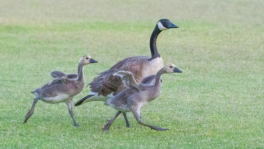 Canada Geese Adults and Goslings 8942-052022-3 Photograph by Tam Ryan