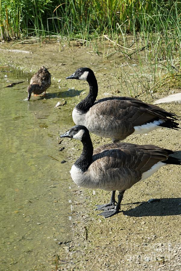 Canada Geese And A Duck Photograph