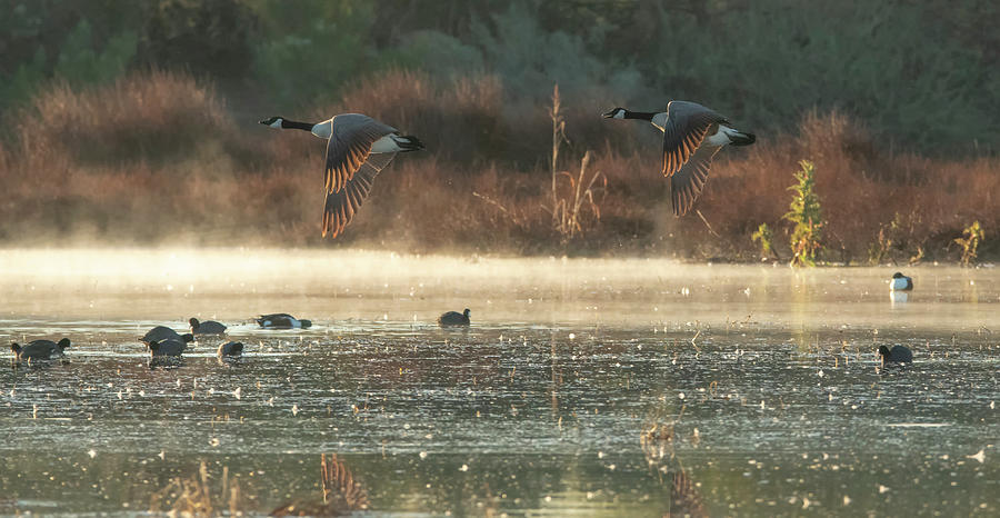 Canada Geese and Coots 4560-011420-2 Photograph by Tam Ryan