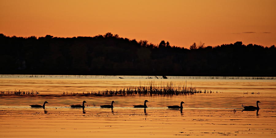 Canada Geese And Golden Sunset Panorama Photograph by Dale Kauzlaric