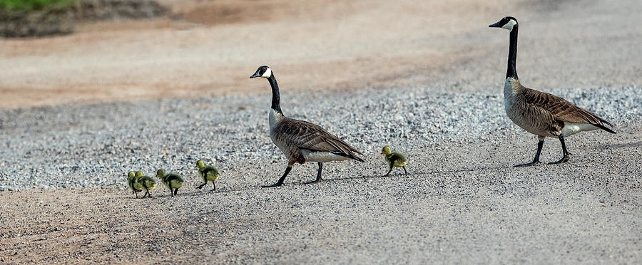 Canada Geese and Goslings 1078-040821-2 Photograph by Tam Ryan