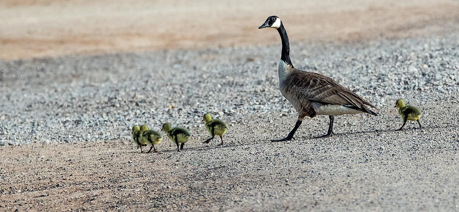 Canada Geese and Goslings 1078-040821-3 Photograph by Tam Ryan