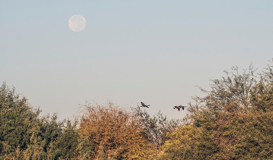 Canada Geese and Morning Moon 9623-102121-2 Photograph by Tam Ryan